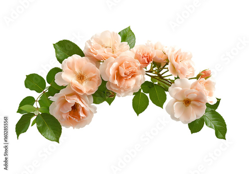 Peach roses arched with green leaves isolated on a transparent background
