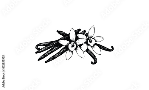 Monochrome vanilla beans and flowers illustration on white background. Vector retro hand drawn illustration.