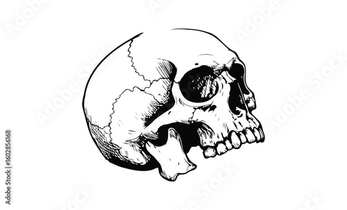 Black and white skull illustration with detailed shading on white background. Vector retro hand drawn illustration.