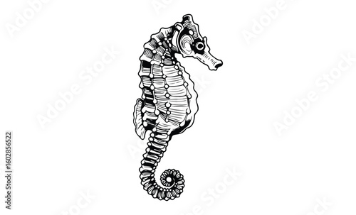 Intricate black-and-white seahorse design with detailed pattern. Vector retro hand drawn illustration.