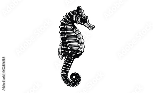 Black and white seahorse drawing on white background. Vector retro hand drawn illustration.