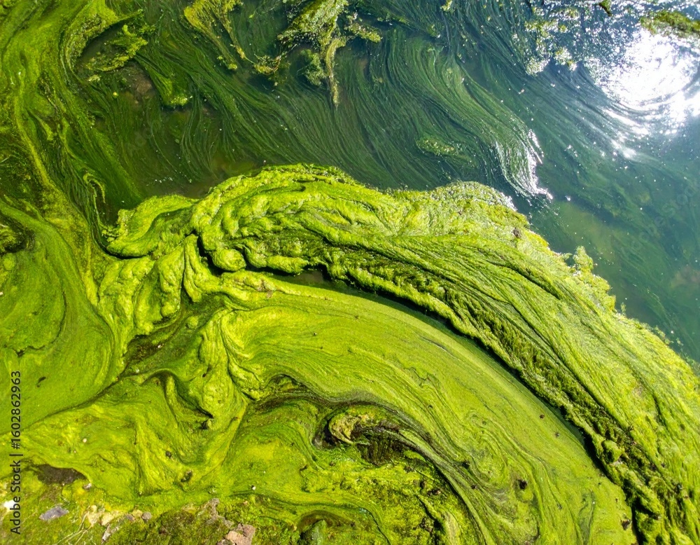 Obraz premium Abundant Green Algae Bloom Covering Water Surface in Natural Environment