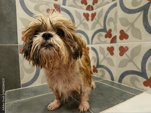 Bild auf Leinwand shih tzu dog in the bathroom