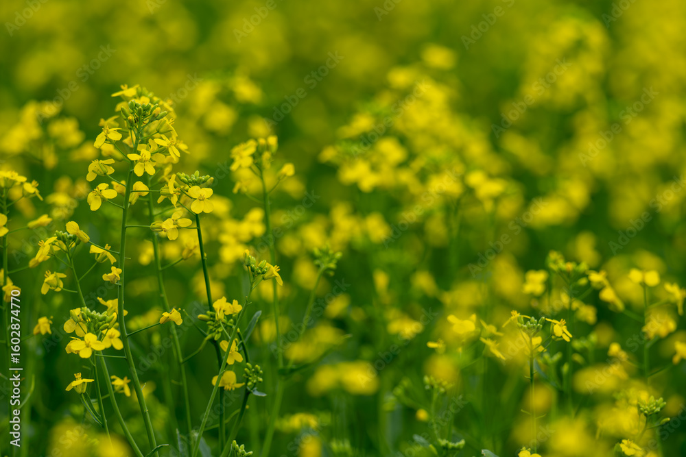 Obraz premium Close-up of a bright yellow canola crop with green leaves out of focus in the background. Clip with a narrow field of focus 