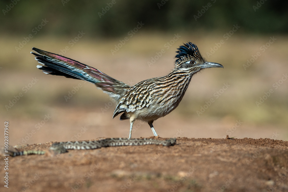 Fototapeta premium Greater Roadrunner taken in SE Arizona
