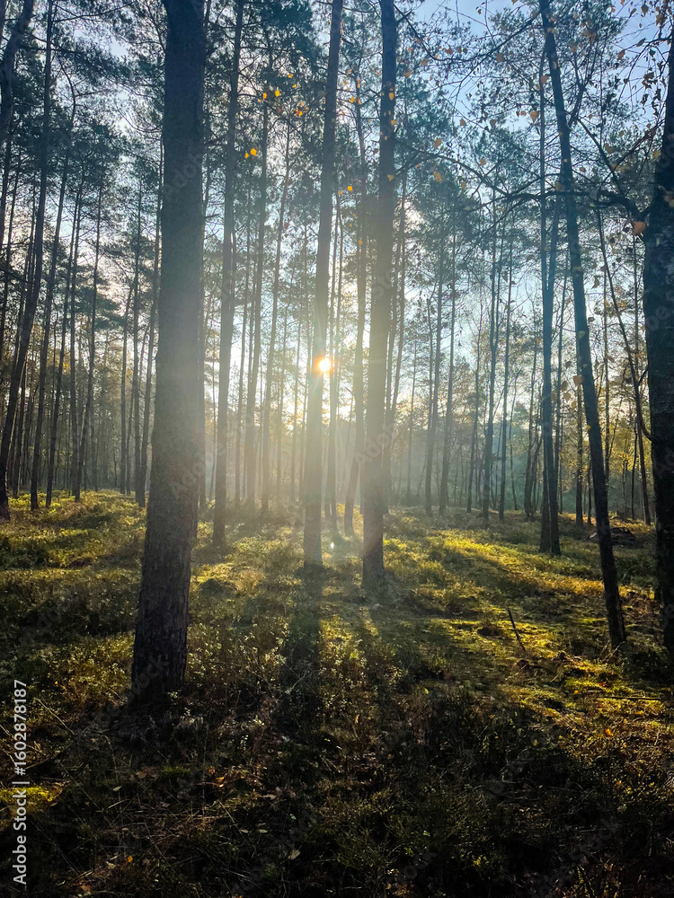 Fototapeta premium morning in the forest