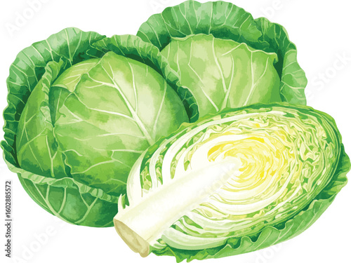 Fresh green cabbage isolated on a white background showing full head and leafy texture