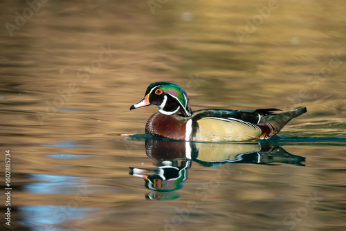 Wood Duck male, drake, swimming, taken in southern MN