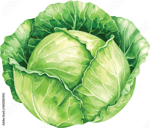 Fresh green cabbage isolated on a white background showing full head and leafy texture
