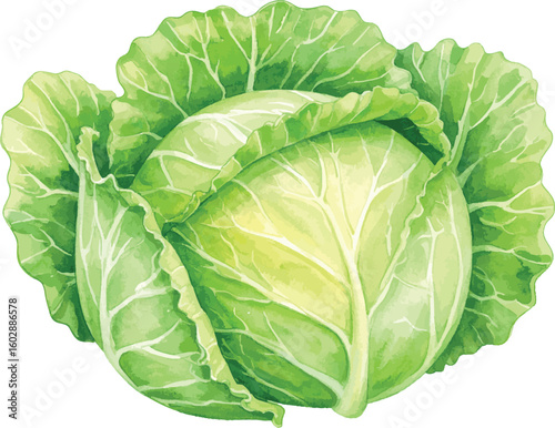 Fresh green cabbage isolated on a white background showing full head and leafy texture