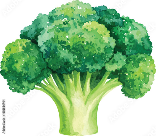 Fresh Green Broccoli Isolated on White Background