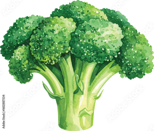 Fresh Green Broccoli Isolated on White Background