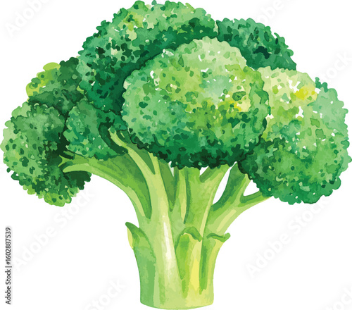 Fresh Green Broccoli Isolated on White Background