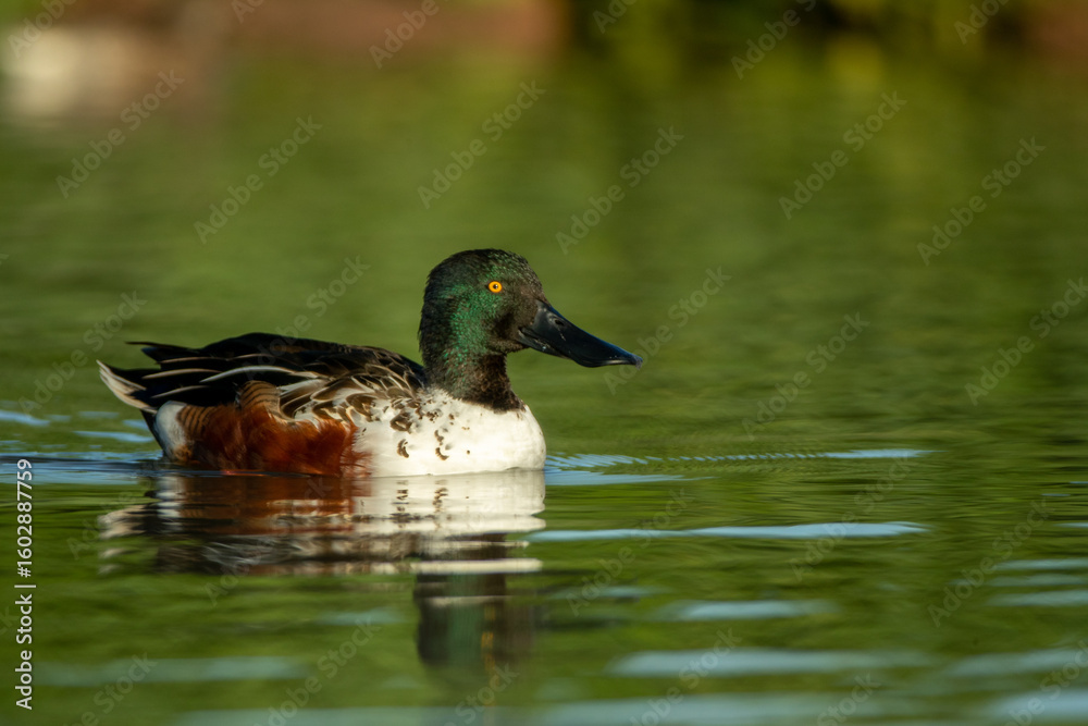 Obraz premium Northern Shoveler male taken in SE Arizona