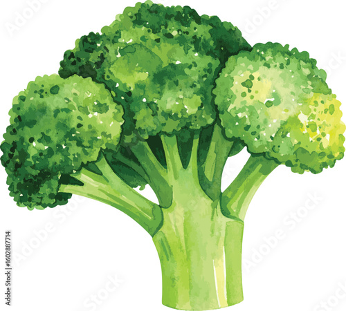 Fresh Green Broccoli Isolated on White Background