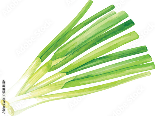 Green onion and regular onion isolated on a white background with fresh herbs and roots visible