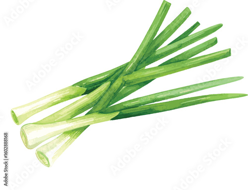 Green onion and regular onion isolated on a white background with fresh herbs and roots visible