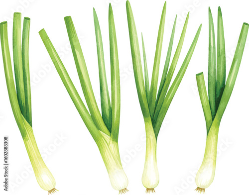 Green onion and regular onion isolated on a white background with fresh herbs and roots visible