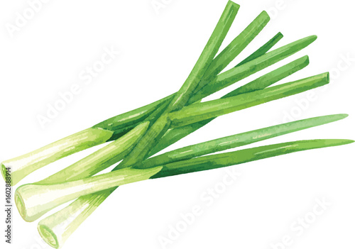 Green onion and regular onion isolated on a white background with fresh herbs and roots visible