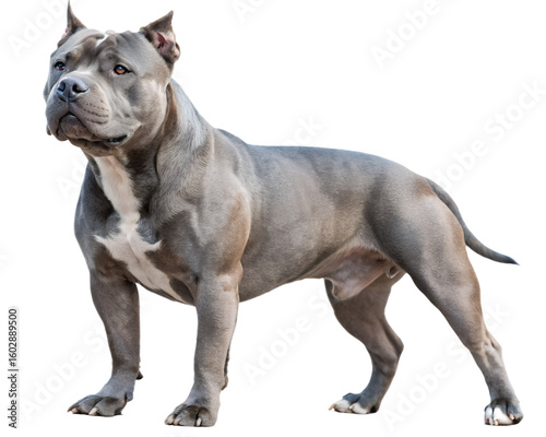 muscular pitbull terrier on transparent background