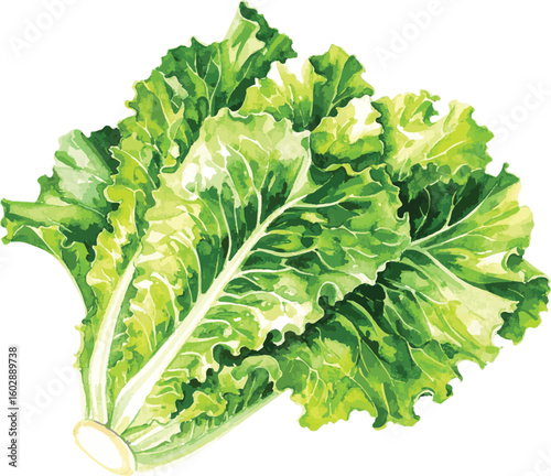 Green Romaine Lettuce – Watercolor Illustration on Transparent Background
