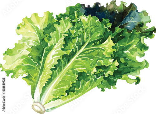 Green Romaine Lettuce – Watercolor Illustration on Transparent Background