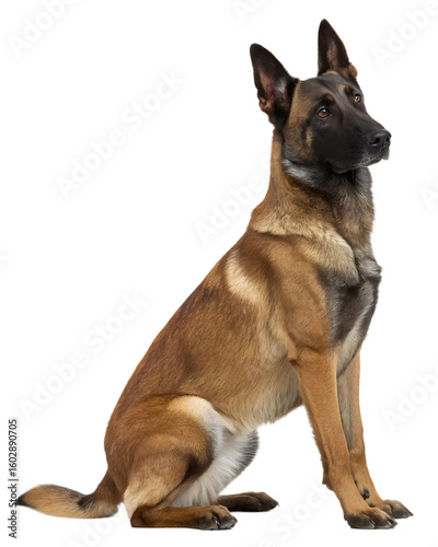 Belgian Malinois on transparent background