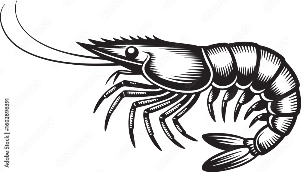 Fototapeta premium Detailed Shrimp Vector Illustration in Monochrome Style Seafood Artwork