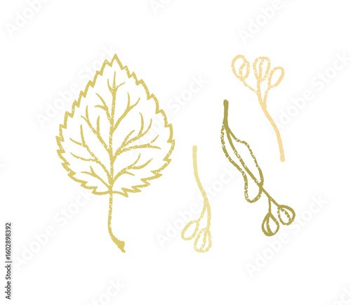 Falling linden leaf and seeds. Vector line illustration in simple style on white background.