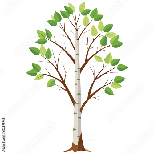 Vector illustration of a birch tree with green leaves