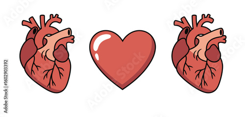 Two anatomical hearts flanking a stylized heart symbol