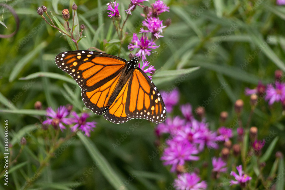 Obraz premium Monarch Butterfly on flower taken in southern MN