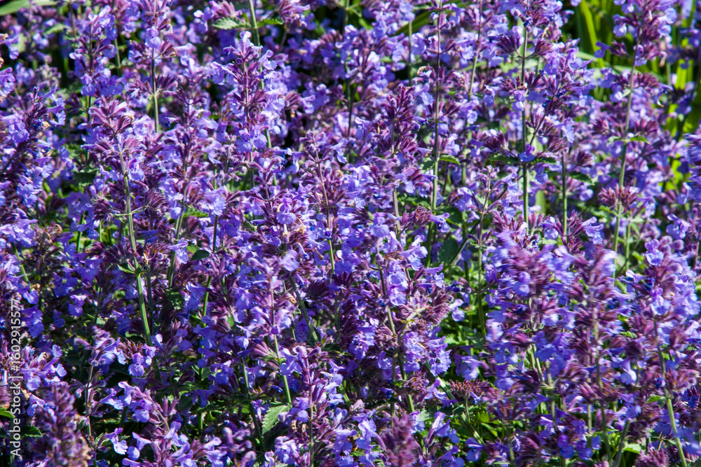 Obraz premium Small violet flowers of Walkey's Low Nepeta, Nepeta racemosa, the raceme catnip. Beautiful blue Catnip in full bloom for background, post, screensaver, wallpaper, postcard, banner, cover, website