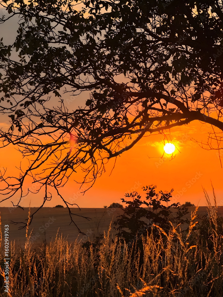 Obraz premium sunset in the field