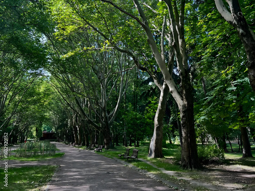 Fototapeta Naklejka Na Ścianę i Meble -  alley in the park