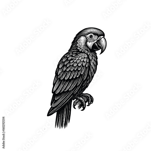 Dog Portrait Engraving, drawn in an engraved, woodcut style with fine details sketch engraving vector illustration. Scratch board imitation.