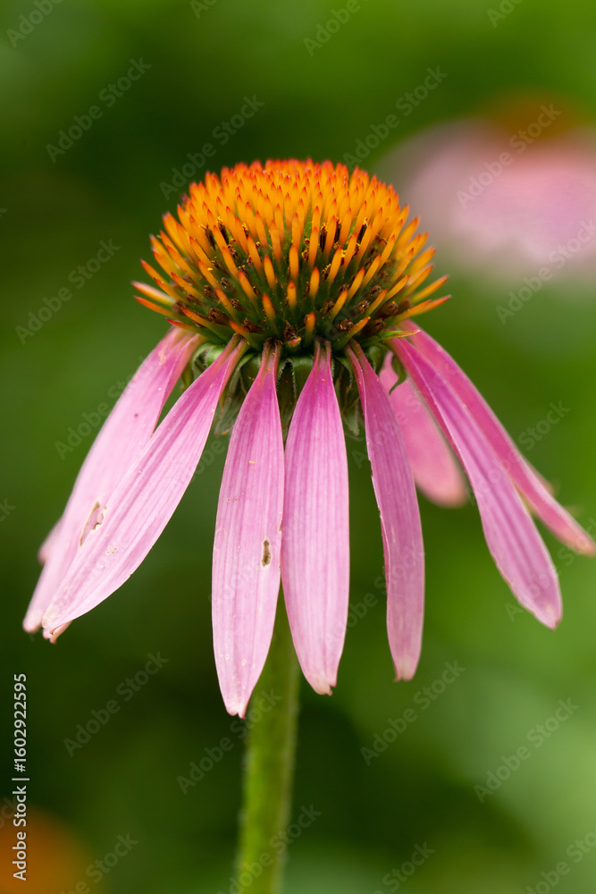 Purple Coneflower taken in southern MN Purple Coneflower taken in southern MN