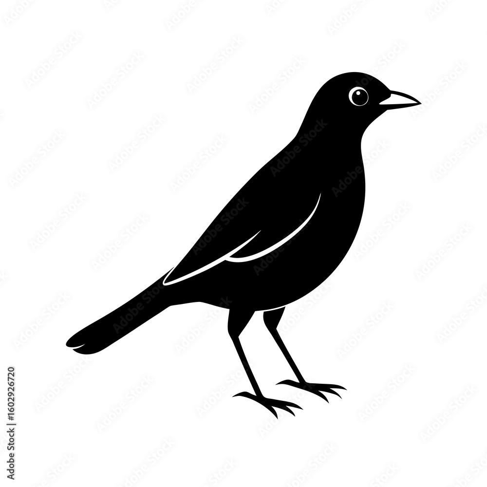 Obraz premium blackbird isolated on white background