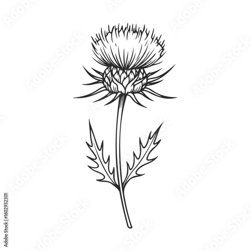 Detailed black and white thistle sketch with intricate flower and leaves – stock vector icon in line style