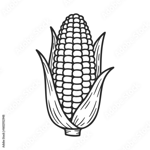 Black and white illustration of corn with husks and kernels detailed drawing – stock vector icon in line style