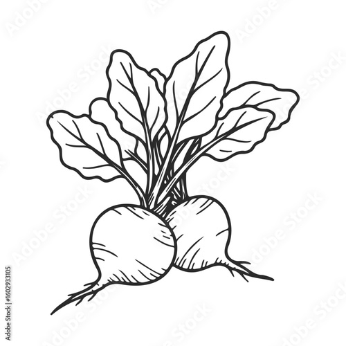 Black and white beetroot illustration with leaves – stock vector icon in line style