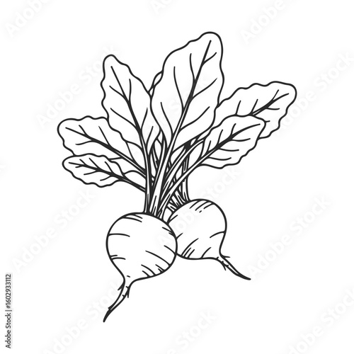 Hand-drawn radish illustration with leaves – stock vector icon in line style