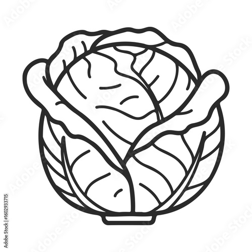 Black and white cabbage line art illustration for coloring and design – stock vector icon in line style