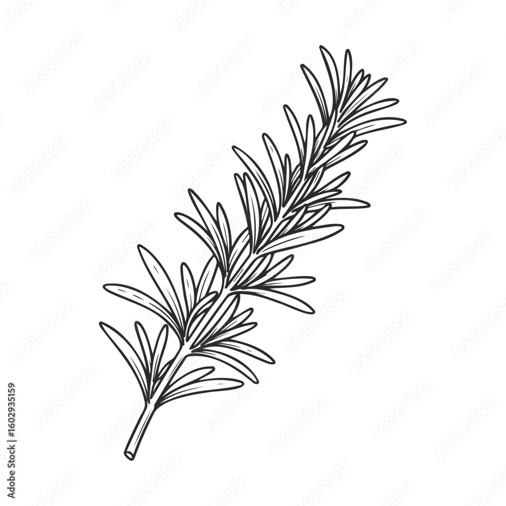Fototapeta premium Hand-drawn rosemary herb illustration: botanical line art of aromatic plant – stock vector icon in line style