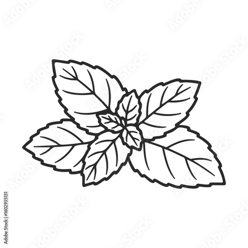 Outline drawing of mint leaves bunch in black and white for botanical study – stock vector icon in line style