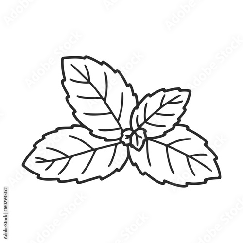 Outline of mint leaves with stems in simple black and white drawing – stock vector icon in line style