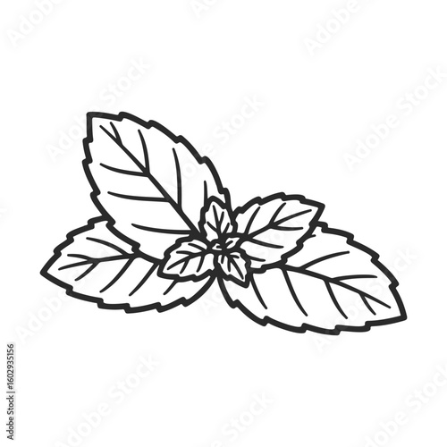 Mint leaves illustration: line art of fresh herb for culinary and botanical design – stock vector icon in line style
