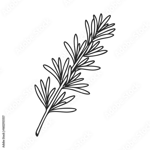 Black and white rosemary herb line art illustration on white background – stock vector icon in line style