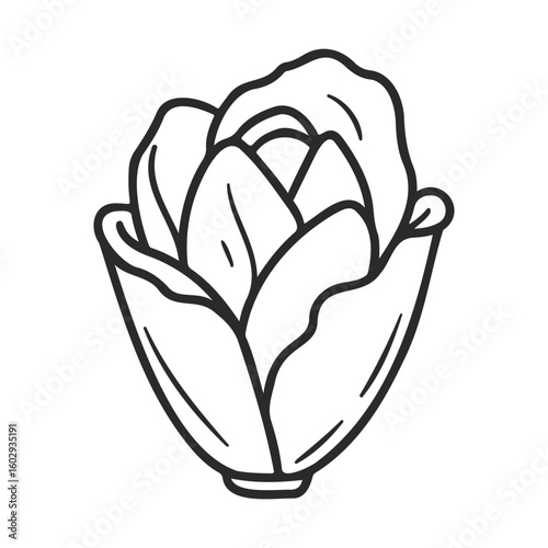 Line art of lettuce head in black and white – stock vector icon in line style