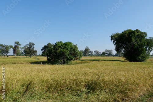 green field and blue sky
